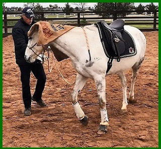 Desensitising your horse. Creating a bomb proof horse. Teaching a spooky horse at About Australia Horsemanship with Norm Glenn